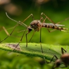 Crown Termite Control gallery