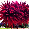 Dan's Dahlias gallery