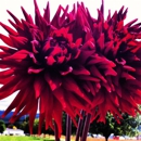 Dan's Dahlias