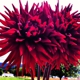 Dan's Dahlias