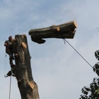 Pitts tree service