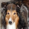 Creature Comforts gallery