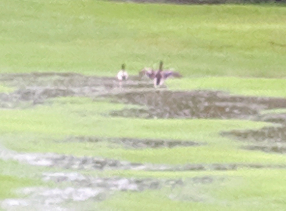 Grand Pines Golf Course - Montgomery, TX