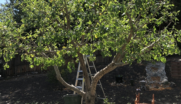 Russell's Artistry in Trees - Reno, NV. Time  trim fruit trees