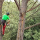 Chuckwood Tree Service