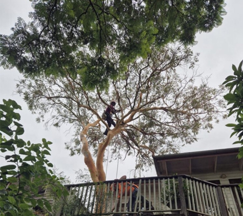 Trees Company - Marrickville, NSW