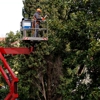 Tree Services of Macon gallery