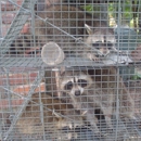 Animal Removal Volunteer Wildlife Control