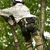 Bayman Tree Care gallery