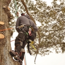 TreePro - Arborists