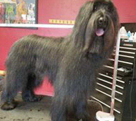 Cici's Pet Parlor - Lakewood, CO