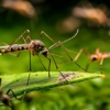 Frank's Pest Management gallery