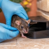 BHB Pest Elimination gallery