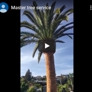 Master Tree Service, Inc. - Oxnard, CA