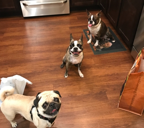 A Pet Lover's Sitting Service - Katy, TX. Peanut, Zoe and Zeke