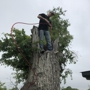 Texas Tree Transformations LLC
