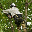 Norman Tree Services - Tree Service