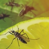 Echo Pest Control gallery