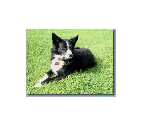 Paws To Reflect Pet Cremations