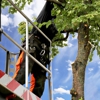 Advanced Tree & Stump Removal gallery