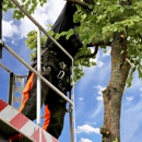 Advanced Tree & Stump Removal - Tree Service