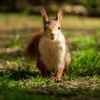 BearMax Pest Control Inc. gallery