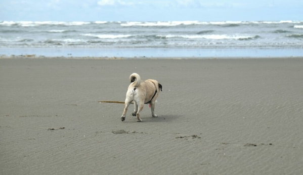 Ocean City State Park - Hoquiam, WA