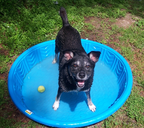 One Shep at a Time & Terriers Too! - Hendersonville, NC