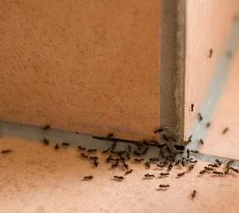 Ecola Termite & Pest Management - Fontana, CA