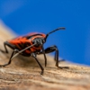 Western Slope Pest Control gallery