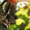 Rayzor's Edge Tree Service gallery