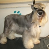 Miami Beach Mobile Pet Grooming gallery