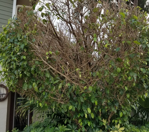 Southern Green of South Florida - Pompano Beach, FL. 1 of many ficus trees dying after 6 months of bug treatment