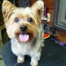 NANCY`S PROFESSIONAL DOG GROOMING - Pet Services
