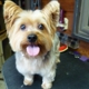 NANCY`S PROFESSIONAL DOG GROOMING