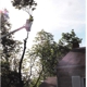 Cincinnati Tree Care