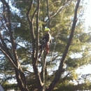 Dave's Tree Service - Landscaping & Lawn Services