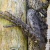 Pest Wildlife Removal gallery