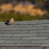 Hermitage Roofing Co gallery