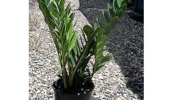 Mad About Plants - Wrights Creek, QLD