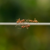 Hatten's Pest Solutions Inc gallery