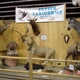 Peyser Taxidermy