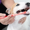 Mobile Dog Grooming of Simi Valley Thousand Oaks gallery