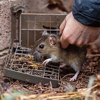 Evergreen Services Pest gallery