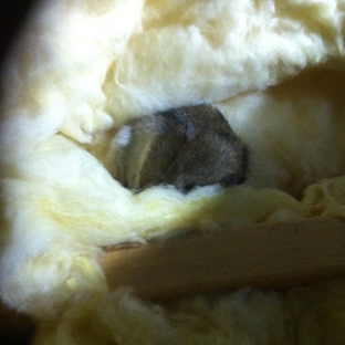 Perkins Exterminators Pty Ltd - Greensborough, VIC