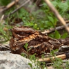 San Juan Wildlife Services gallery