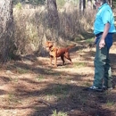 Conecuh River Deer and Quail Hunting - Guide Service