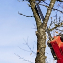 True Tree Service - Tree Service