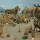 Rosenbruch World Wildlife Museum - Museums