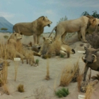 Rosenbruch World Wildlife Museum